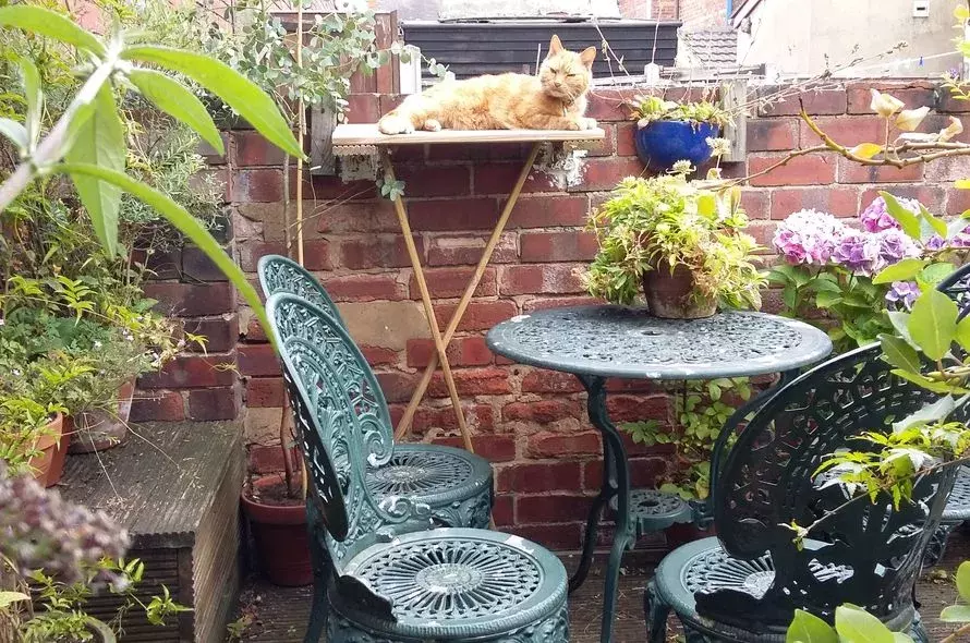 Creating a catfriendly garden or outdoor space Battersea Dogs & Cats